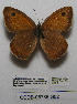  (Hyponephele pulchra - CCDB-05788 G02)  @13 [ ] Copyright (2012) University of Florida, FMNH - McGuire Center University of Florida, FMNH - McGuire Center