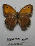  (Hyponephele tenuistigma - CCDB-05788 G05)  @12 [ ] Copyright (2012) University of Florida, FMNH - McGuire Center University of Florida, FMNH - McGuire Center