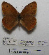  (Hyponephele dzhungarica - CCDB-05788 G11)  @13 [ ] Copyright (2012) University of Florida, FMNH - McGuire Center University of Florida, FMNH - McGuire Center