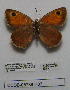  (Hyponephele sussurans - CCDB-05788 H07)  @13 [ ] Copyright (2012) University of Florida, FMNH - McGuire Center University of Florida, FMNH - McGuire Center