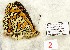  (Melitaea trivia 02 - CCDB-17947 A08)  @13 [ ] Copyright (2013) coll. V. Tikhonov coll. V. Tikhonov