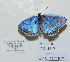  (Polyommatus sp. n - CCDB-17947 B10)  @11 [ ] Copyright (2013) collection of Dantchenko collection of Dantchenko