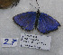  (Plebejus sp - CCDB-17947 E03)  @13 [ ] Copyright (2013) coll. V. Tikhonov coll. V. Tikhonov