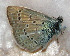  (Polyommatus afghanica - CCDB-17948 C11)  @12 [ ] Copyright (2013) Zoological Institute of the Russian Academy of Science Zoological Institute of the Russian Academy of Science