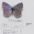  (Plebejus patriarchus - CCDB-17948 D06)  @13 [ ] Copyright (2013) Zoological Institute of the Russian Academy of Science Zoological Institute of the Russian Academy of Science