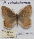  (Pseudochazara schahkuhensis - CCDB-17948 F03)  @13 [ ] Copyright (2013) Zoological Institute of the Russian Academy of Science Zoological Institute of the Russian Academy of Science