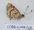  (Melitaea acentria - CCDB-17949 A06)  @12 [ ] Copyright (2013) Zoological Institute of the Russian Academy of Science Institute of animal systematics and ecology, Novosibirsk