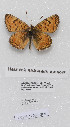  (Melitaea avinovi - CCDB-17950 G09)  @12 [ ] Copyright (2014) McGuire Center, University of Florida McGuire Center, University of Florida