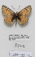  (Melitaea elisabethae - CCDB-17950 H01)  @12 [ ] Copyright (2014) McGuire Center, University of Florida McGuire Center, University of Florida