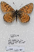  (Melitaea nadezhdae - CCDB-17950 H09)  @13 [ ] Copyright (2014) McGuire Center, University of Florida McGuire Center, University of Florida