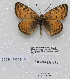  (Melitaea higginsi - CCDB-17950 H10)  @13 [ ] Copyright (2014) McGuire Center, University of Florida McGuire Center, University of Florida