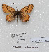  (Melitaea shandura - CCDB-17950 H11)  @13 [ ] Copyright (2014) McGuire Center, University of Florida McGuire Center, University of Florida