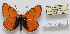  (Melitaea alraschid - CCDB-17951 A05)  @13 [ ] Copyright (2014) McGuire Center, University of Florida McGuire Center, University of Florida