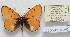  (Melitaea ambrisia avicaeina - CCDB-17951 A07)  @13 [ ] Copyright (2014) McGuire Center, University of Florida McGuire Center, University of Florida