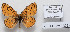  (Melitaea robertsi - CCDB-17951 B08)  @13 [ ] Copyright (2014) McGuire Center, University of Florida McGuire Center, University of Florida