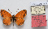  (Melitaea casta - CCDB-17951 B12)  @14 [ ] Copyright (2014) McGuire Center, University of Florida McGuire Center, University of Florida