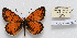  (Melitaea kotshubeji - CCDB-17951 C04)  @13 [ ] Copyright (2014) McGuire Center, University of Florida McGuire Center, University of Florida