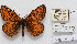  (Melitaea sutschana - CCDB-17951 C05)  @13 [ ] Copyright (2014) McGuire Center, University of Florida McGuire Center, University of Florida