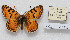  (Melitaea turcmanica - CCDB-17951 F02)  @14 [ ] Copyright (2014) McGuire Center, University of Florida McGuire Center, University of Florida