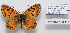  (Melitaea consulis - CCDB-17951 F03)  @13 [ ] Copyright (2014) McGuire Center, University of Florida McGuire Center, University of Florida