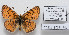  (Melitaea collina - CCDB-17951 F05)  @13 [ ] Copyright (2014) McGuire Center, University of Florida McGuire Center, University of Florida