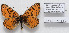  (Melitaea lutko mimetica - CCDB-17951 F07)  @13 [ ] Copyright (2014) McGuire Center, University of Florida McGuire Center, University of Florida