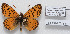  (Melitaea persea - CCDB-17951 F11)  @13 [ ] Copyright (2014) McGuire Center, University of Florida McGuire Center, University of Florida