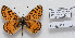  (Melitaea persea - CCDB-17951 F12)  @13 [ ] Copyright (2014) McGuire Center, University of Florida McGuire Center, University of Florida