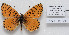  (Melitaea deserticola macromaculata - CCDB-17951 G02)  @14 [ ] Copyright (2014) McGuire Center, University of Florida McGuire Center, University of Florida