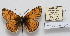  (Melitaea solona pletnevi - CCDB-17951 G03)  @11 [ ] Copyright (2014) McGuire Center, University of Florida McGuire Center, University of Florida