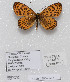  (Melitaea yuventyi - CCDB-17966 A03)  @13 [ ] Copyright (2014) McGuire Center, University of Florida McGuire Center, University of Florida