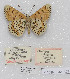  (Melitaea cinxia clarissa - CCDB-17966 A08)  @12 [ ] Copyright (2014) McGuire Center, University of Florida McGuire Center, University of Florida