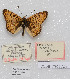  (Melitaea cinxia - CCDB-17966 A09)  @12 [ ] Copyright (2014) McGuire Center, University of Florida McGuire Center, University of Florida