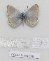  (Polyommatus isauricoides - CCDB-17966 E08)  @11 [ ] Copyright (2014) McGuire Center, University of Florida McGuire Center, University of Florida
