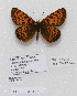  (Melitaea jezabel - CCDB-17966 E12)  @13 [ ] Copyright (2014) McGuire Center, University of Florida McGuire Center, University of Florida