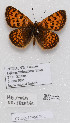  (Melitaea jezabel - CCDB-17966 F02)  @13 [ ] Copyright (2014) McGuire Center, University of Florida McGuire Center, University of Florida