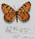  (Melitaea didymoides - CCDB-17966 G05)  @14 [ ] Copyright (2014) McGuire Center, University of Florida McGuire Center, University of Florida