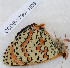  (Melitaea enarea - CCDB-17967 H08)  @12 [ ] Copyright (2014) Zoological Institute of the Russian Academy of Science Zoological Institute of the Russian Academy of Science