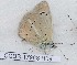  (Polyommatus ninae - CCDB-17968 H08)  @12 [ ] Copyright (2014) Zoological Institute of the Russian Academy of Science Zoological Institute of the Russian Academy of Science