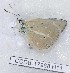  (Polyommatus poseidon - CCDB-17968 H11)  @13 [ ] Copyright (2014) Zoological Institute of the Russian Academy of Science Zoological Institute of the Russian Academy of Science