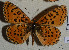  (Melitaea trivia - CCDB-25449 A09)  @14 [ ] Copyright (2015) Collection of B. Khramov, St. Petersburg Collection of B. Khramov, St. Petersburg