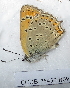  (Lycaena asabinus - CCDB-25450 B09)  @12 [ ] Copyright (2015) Zoological Institute of the Russian Academy of Science Zoological Institute of the Russian Academy of Science