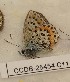  ( - CCDB-25454 C11)  @12 [ ] Copyright (2016) Zoological Institute of the Russian Academy of Science Zoological Institute of the Russian Academy of Science