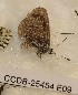  (Pseudophilotes panoptes - CCDB-25454 E09)  @13 [ ] Copyright (2016) Zoological Institute of the Russian Academy of Science Zoological Institute of the Russian Academy of Science