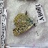  (Polyommatus dagmara - CCDB-23377 C08)  @11 [ ] Copyright (2018) Zoological Institute of the Russian Academy of Science Zoological Institute of the Russian Academy of Science
