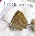  (Superflua sassanides - CCDB-23377 D08)  @11 [ ] Copyright (2018) Zoological Institute of the Russian Academy of Science Zoological Institute of the Russian Academy of Science