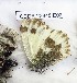  (Pieris mahometana - CCDB-23845 E02)  @11 [ ] Copyright (2018) Zoological Institute of the Russian Academy of Science Zoological Institute of the Russian Academy of Science