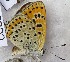  (Lycaena alaica - CCDB-23845 F06)  @12 [ ] Copyright (2018) Zoological Institute of the Russian Academy of Science Zoological Institute of the Russian Academy of Science