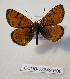  (Melitaea didymina - CCDB-23849 E08)  @11 [ ] Copyright (2019) Zoological Institute of the Russian Academy of Science Zoological Institute of the Russian Academy of Science