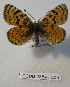  (Melitaea didymina - CCDB-23849 E09)  @11 [ ] Copyright (2019) Zoological Institute of the Russian Academy of Science Zoological Institute of the Russian Academy of Science